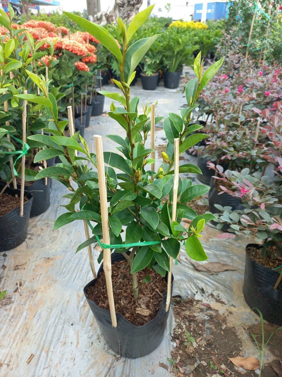 cây hoa hàm tiếu hoa thơm ngọt ngào