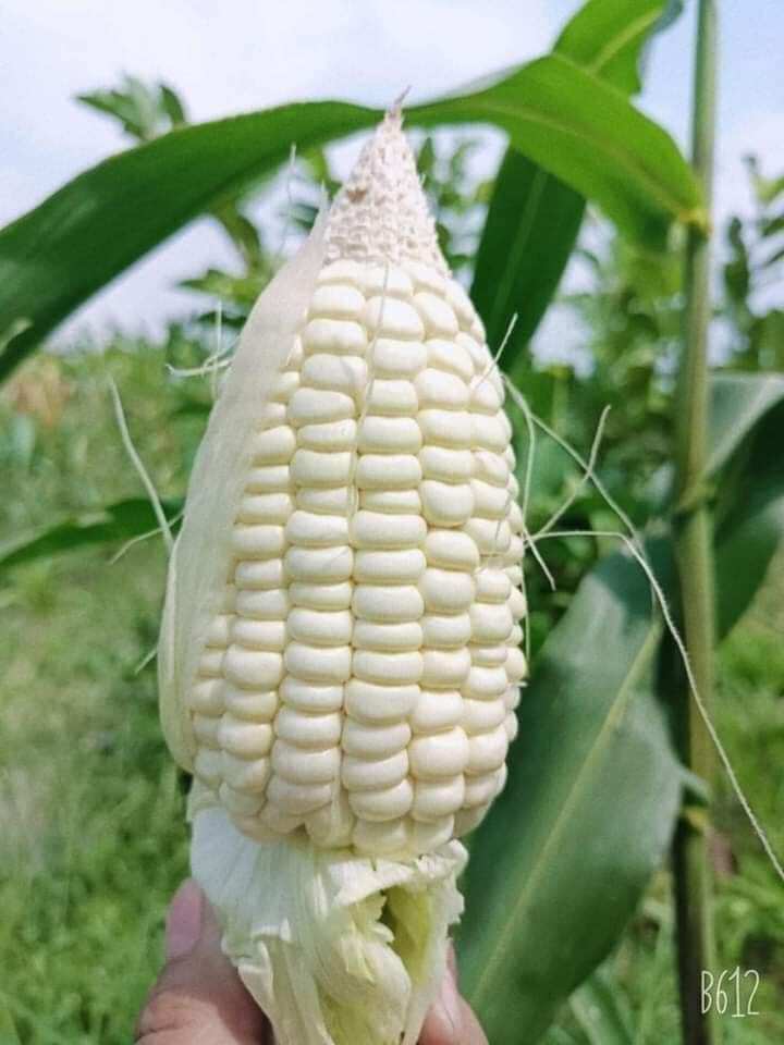 1kg hạt giống bắp nếp nù sữa