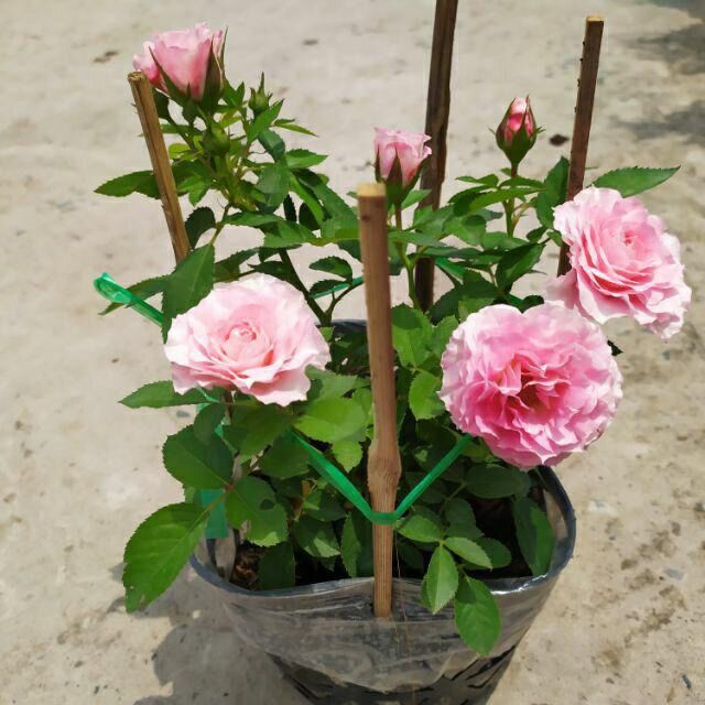 Hoa hồng Tezza Ruby hồng - hồng bụi mini say hoa