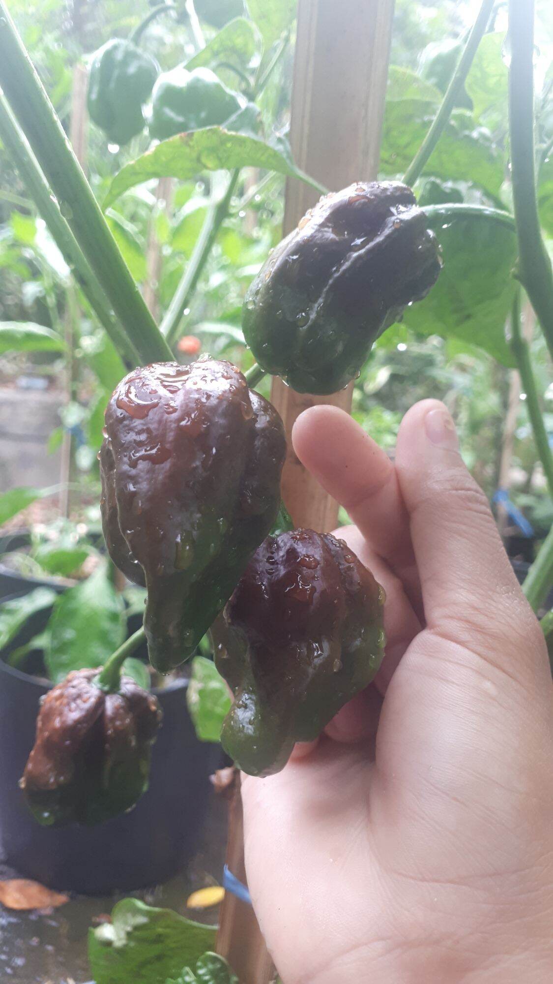10 HẠT GIỐNG ỚT CAY HABANERO CHOCOLATE