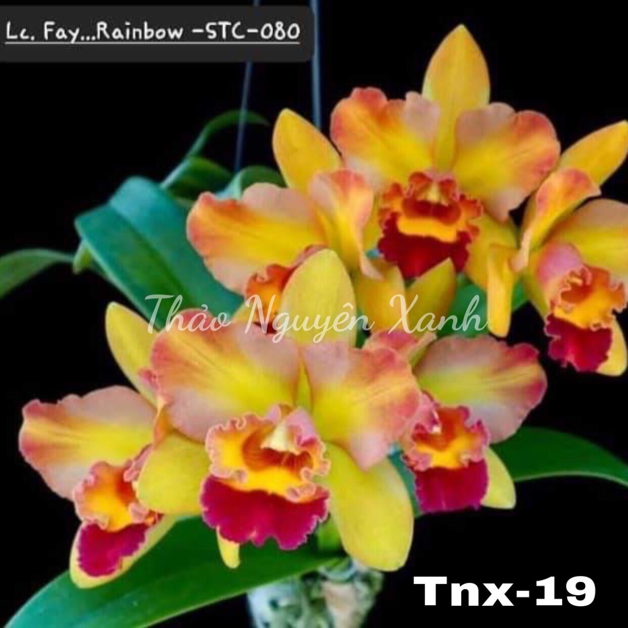 TNX19 - Lan Cattleya Mini Thơm Rainbow - Cây con