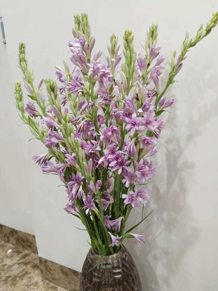 Củ huệ hương tím kép