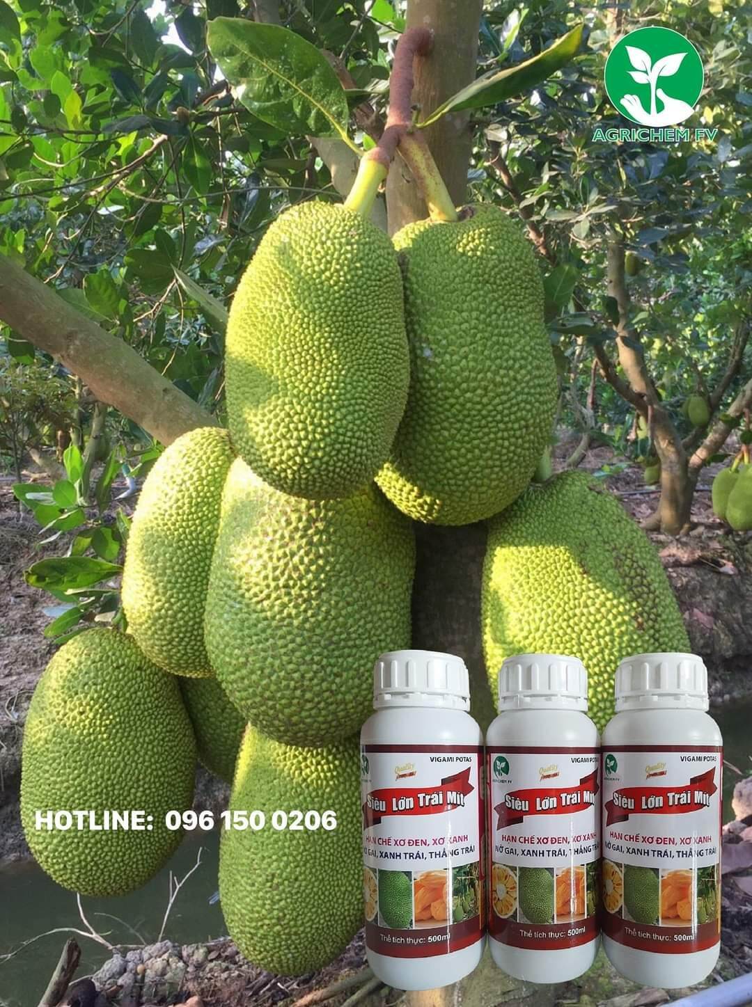 Phân Siêu lớn trái Mít 500ml