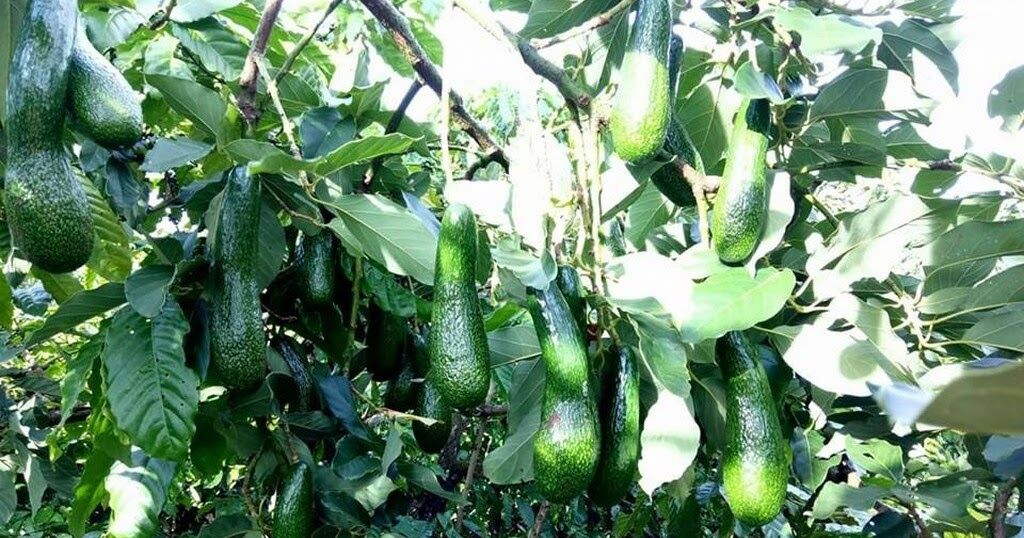 4 kg bơ 034 size 4_5 quả / kg