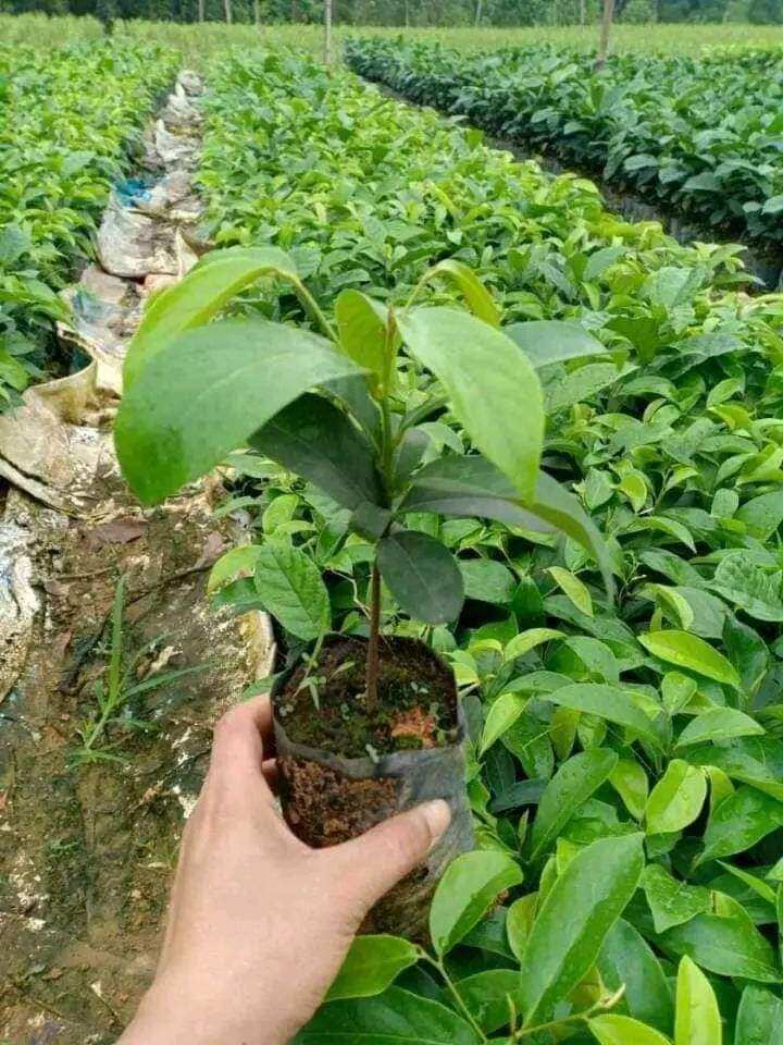 CÂY GIỐNG THỊ THƠM