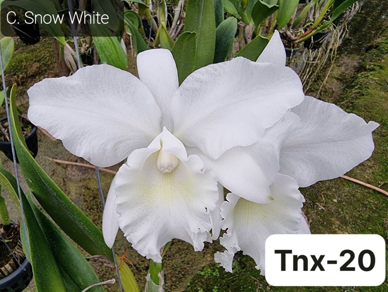 TNX20 - Hoa Lan Cattleya Snow White - Cây Con
