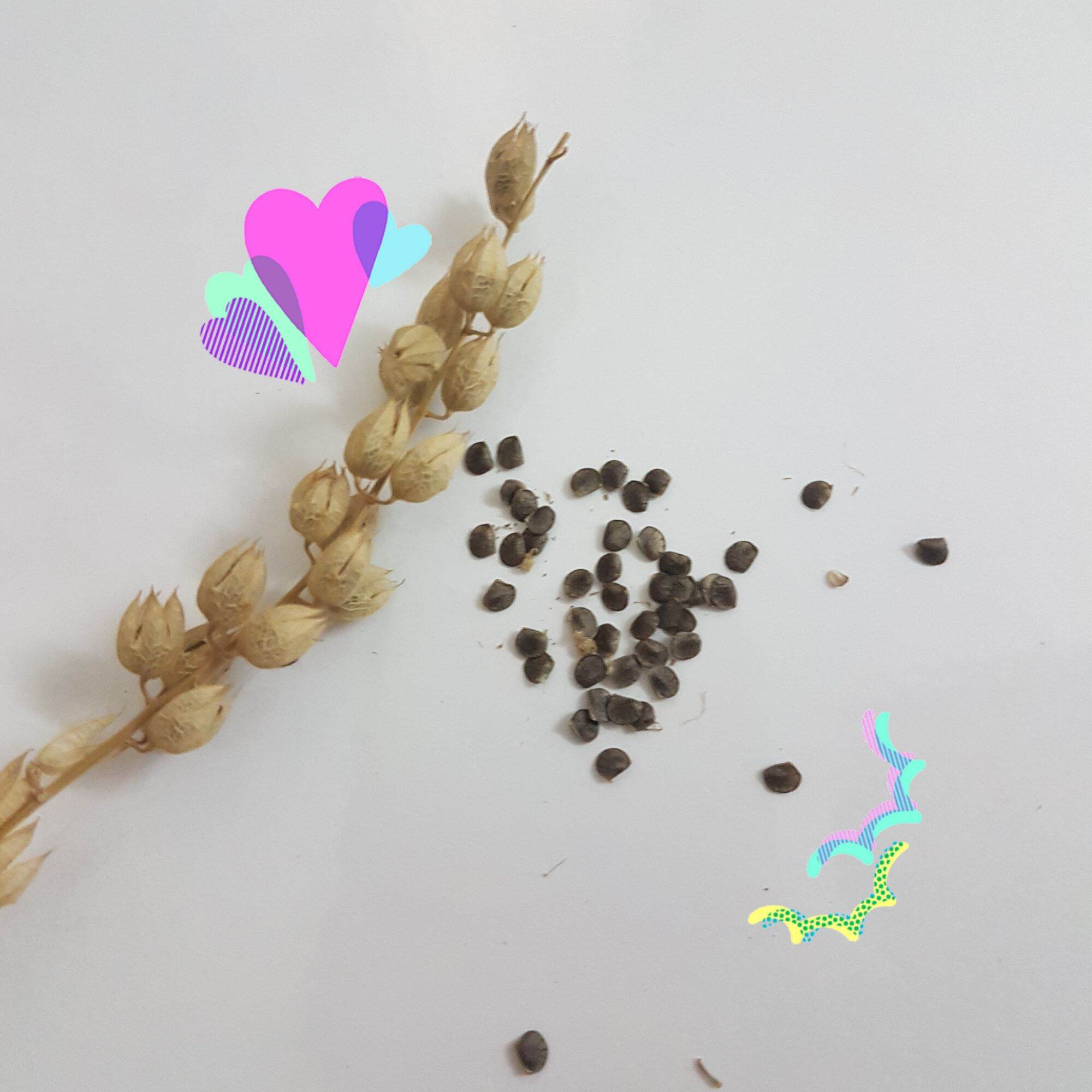 Hạt giống cây chuồn chuồn, đậu cánh dơi