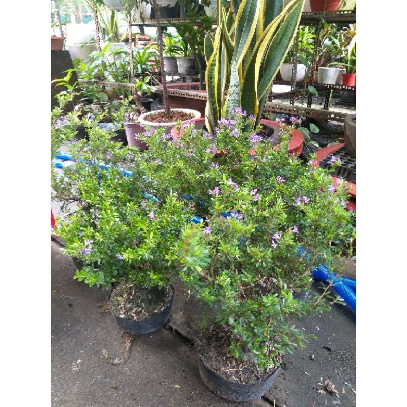 Linh sam 86 dạng phôi