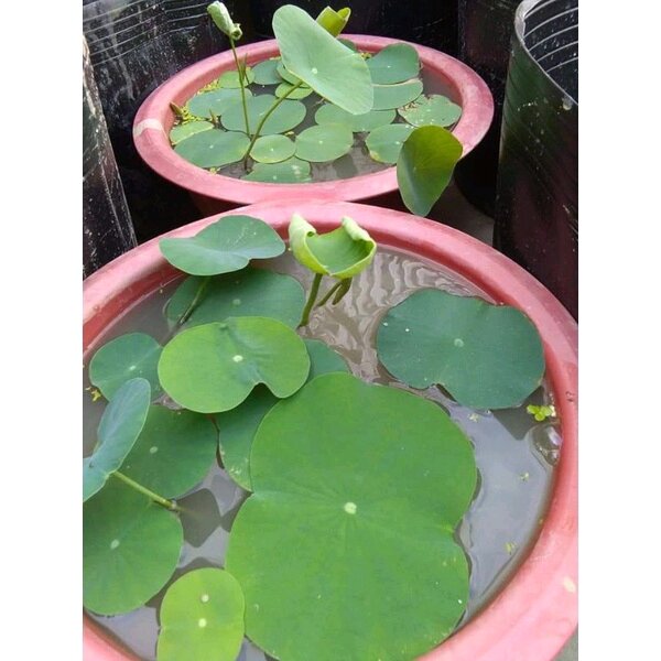 Bùn khô dùng để trồng sen (1kg)
