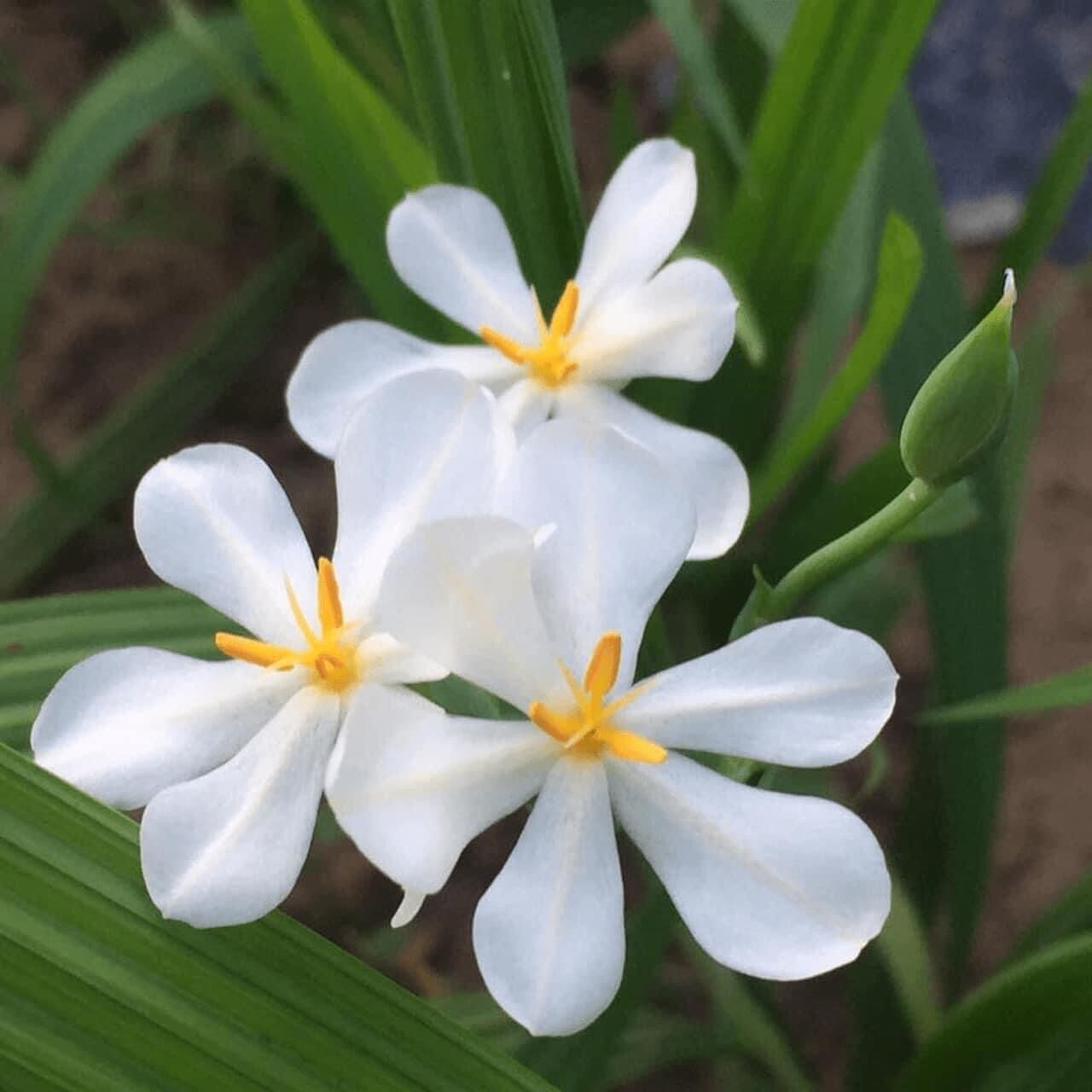 Cây giống sâm đại hành