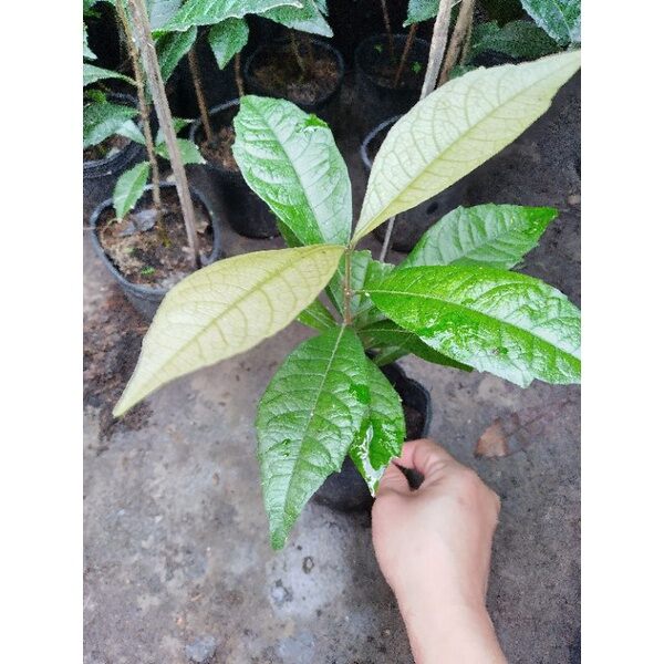 cây giống Mai Thái xanh