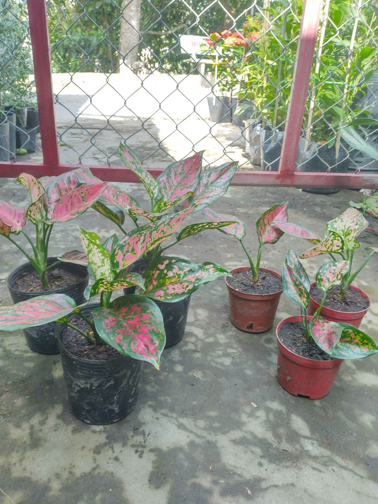 Chậu lớn Vạn Lộc