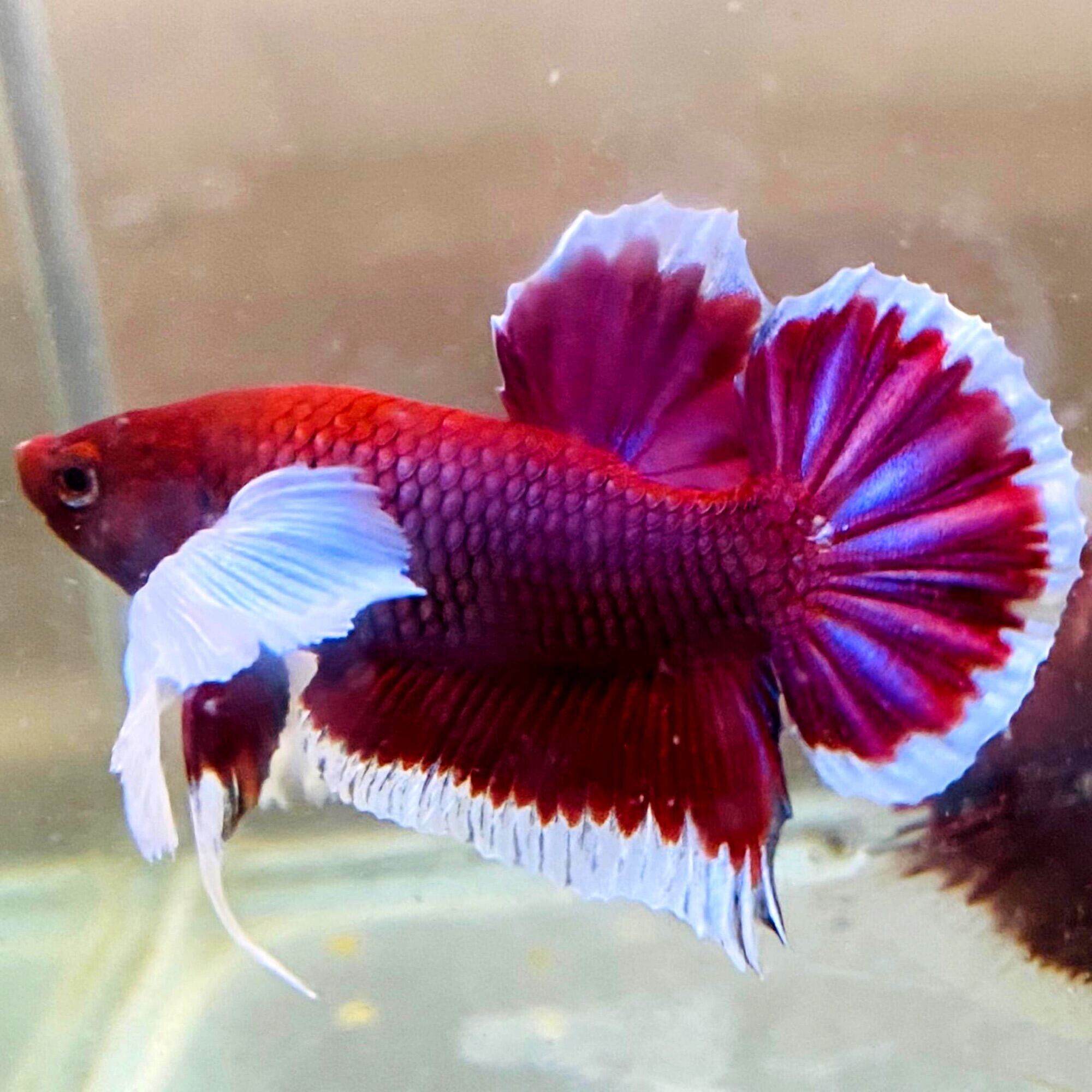 ( cá cảnh) cặp betta dumbo lavender chuẩn giống size lớn siêu đẹp