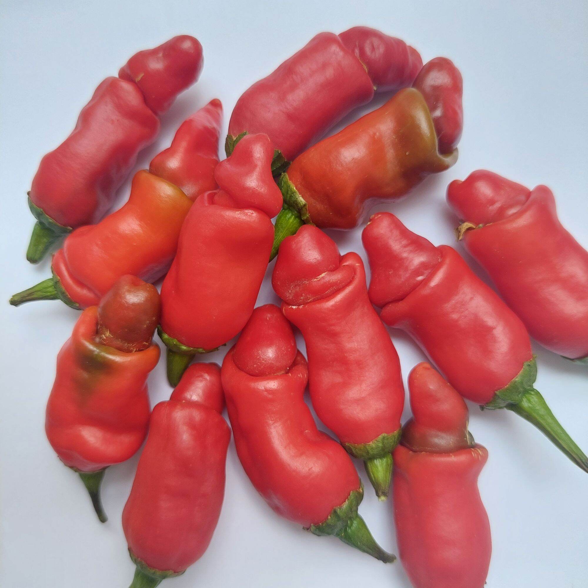 [Seeds] Giống ớt cu tí, số lượng 1 trái
