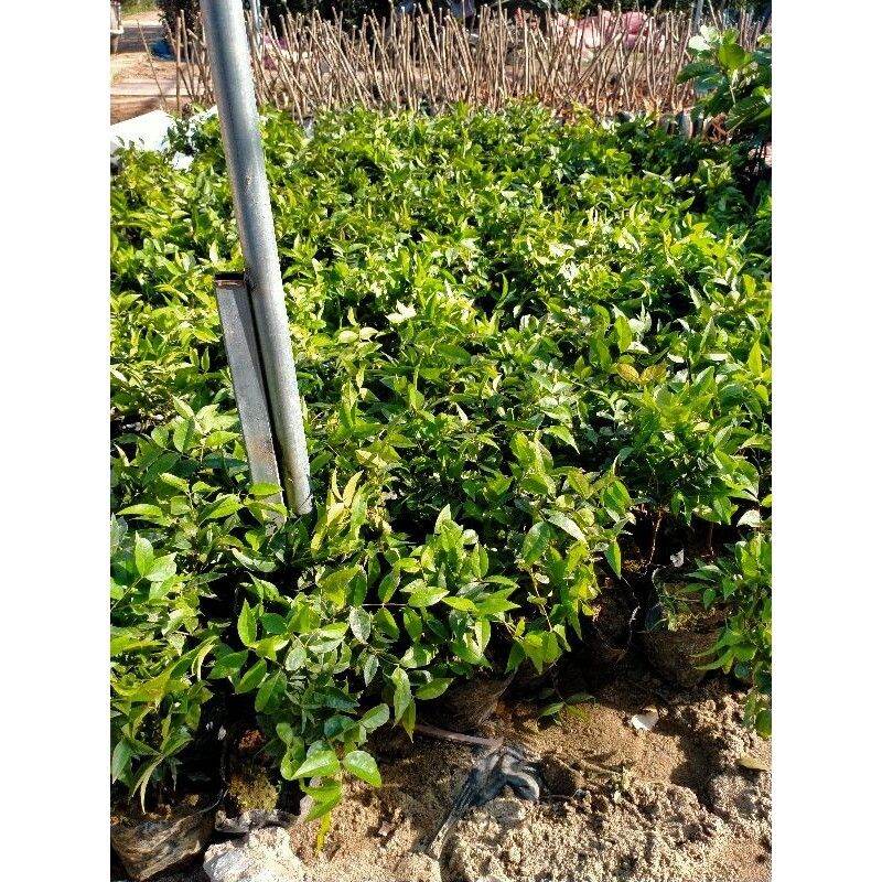 CÂY GIỐNG NHO THÂN GỖ 12 vụ quả đỏ