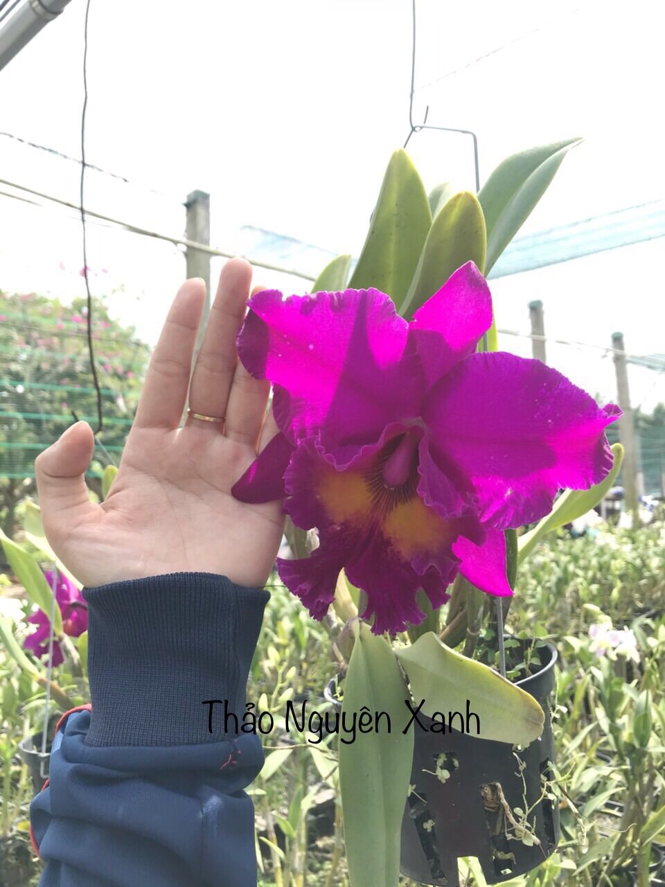 Hoa lan Cattleya hoa đại màu tím - cây trưởng thành