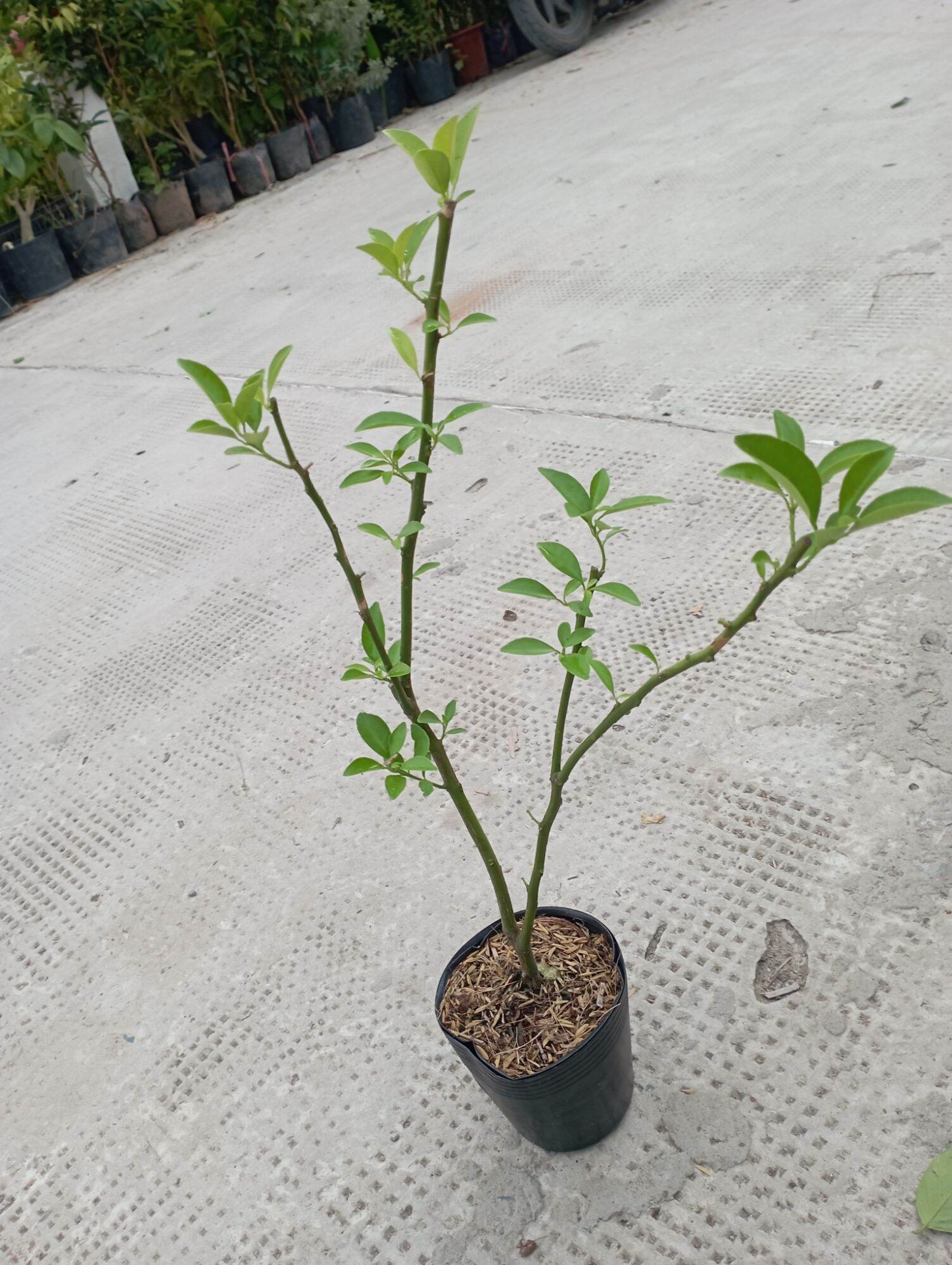 cây giống hạnh, tắc chua, quất.