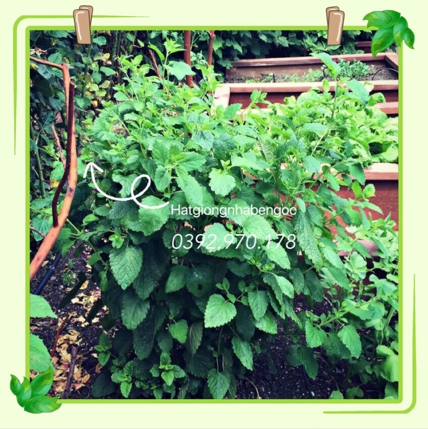 Hạt Giống Bạc Hà Chanh Sả Lemon Balm