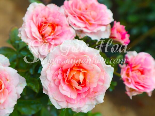 Hoa hồng Tezza Ruby hồng - hồng bụi mini say hoa