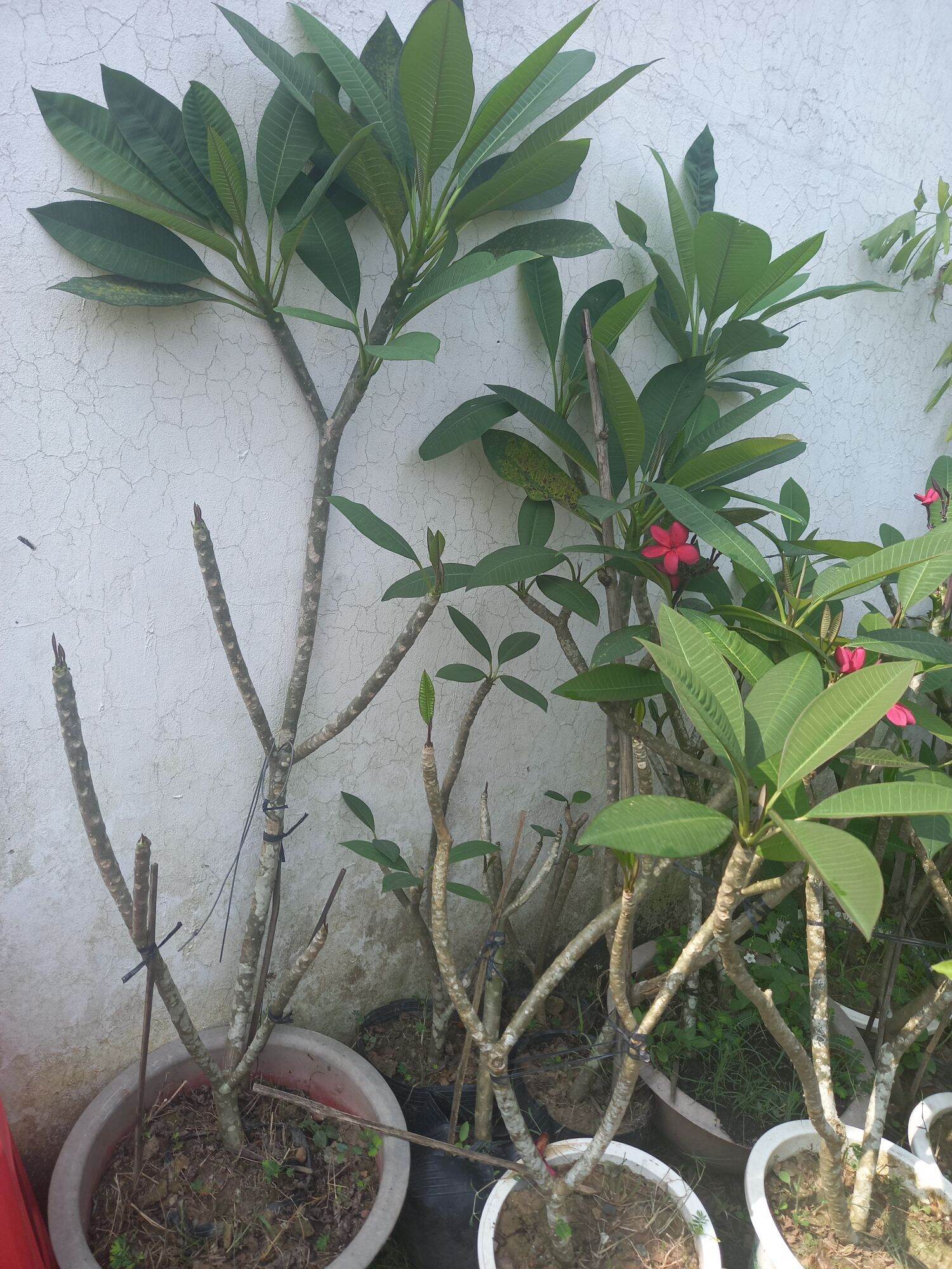 cây sứ đỏ nhung hoa thơm
