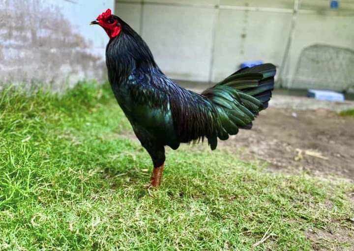 5 Trứng gà thuần chủng ấp nở con giống