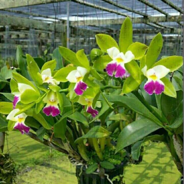 Cattleya mini Landwood đang nụ hoa thơm