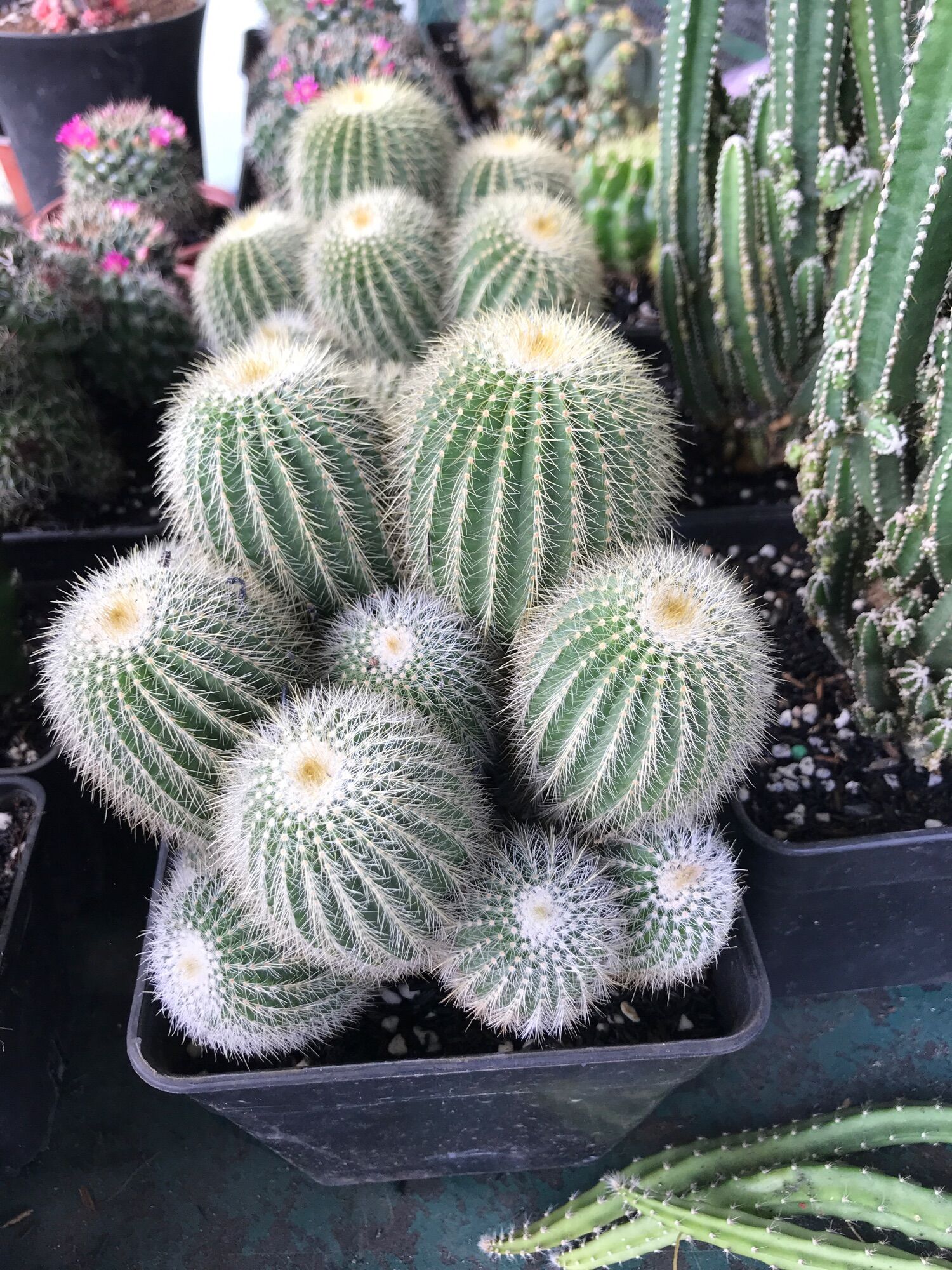 Xương rồng Bóng Vàng size đại chậu 15cm