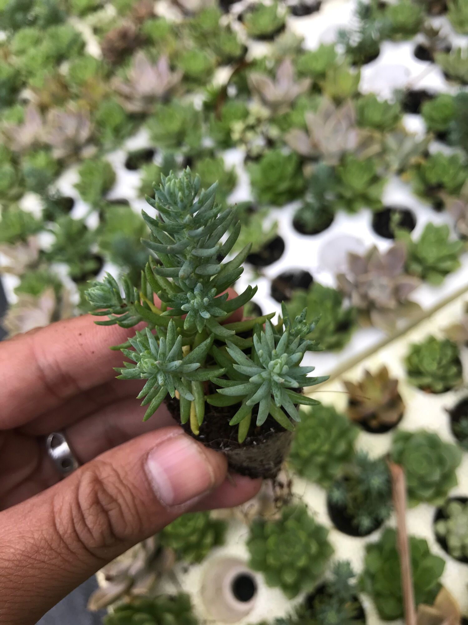 Sidum cỏ tuyết vĩ