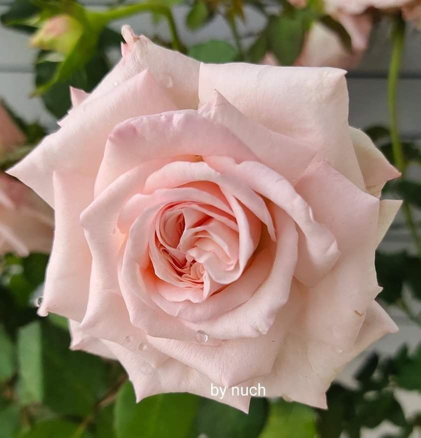 Hoa hồng bụi Pink Ohara Rose - hoa màu hồng