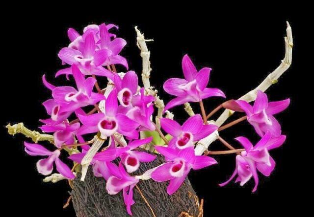 Hoa Lan Trầm hương đột biến(1 khóm)