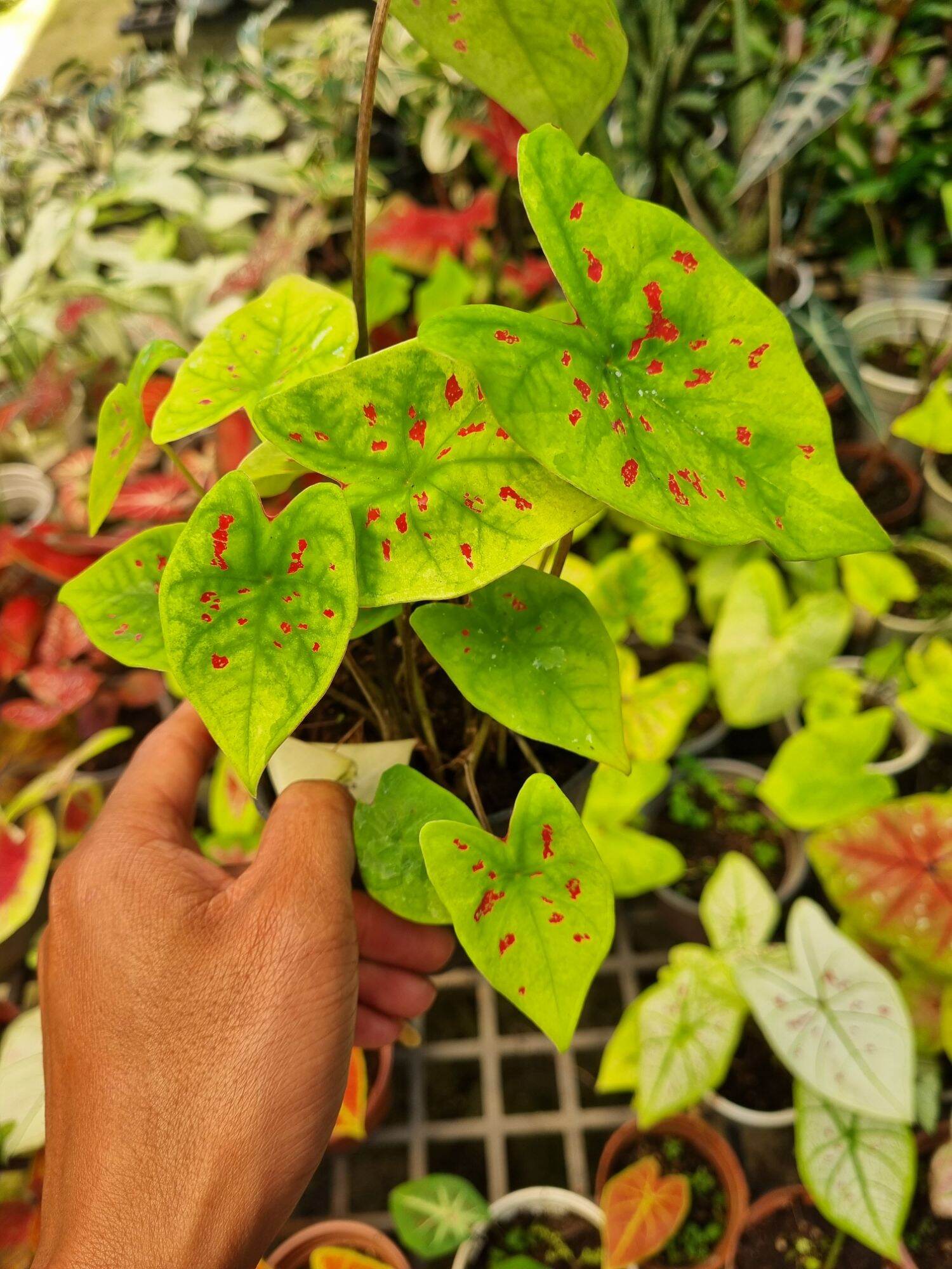 Cây môn vàng đốm - Caladium