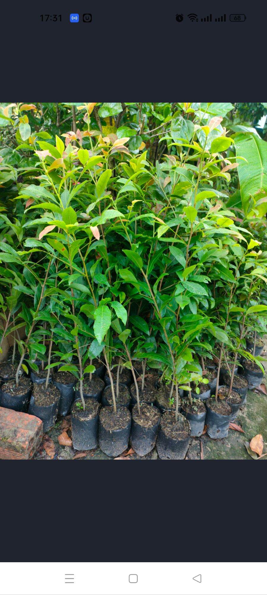 Combo 50 cây mai vàng cao 40-50cm