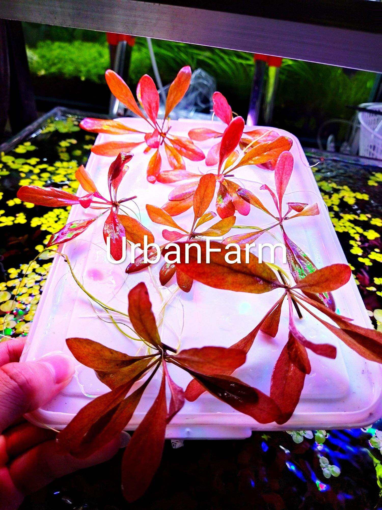 Cải đỏ thủy sinh (1 cây) | cây thủy sinh