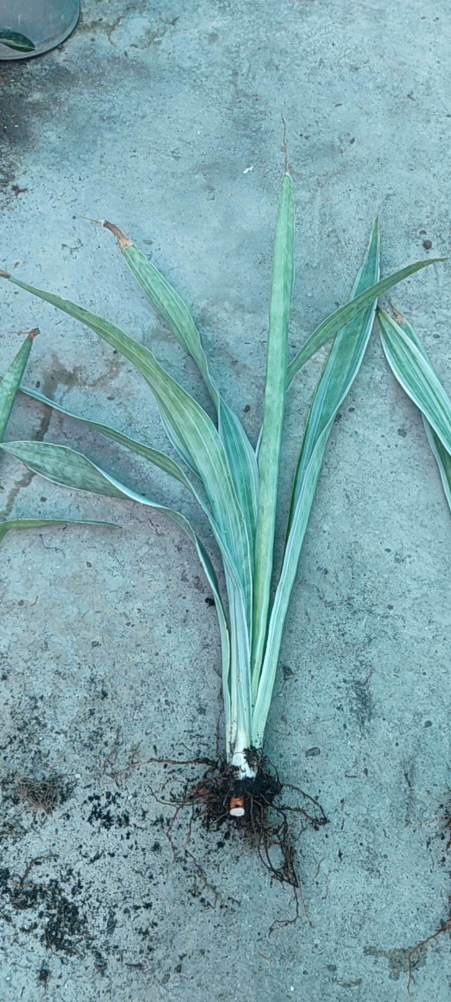Cây lưỡi hổ sọc bạc - Sansevieria Metallica Siam Silver