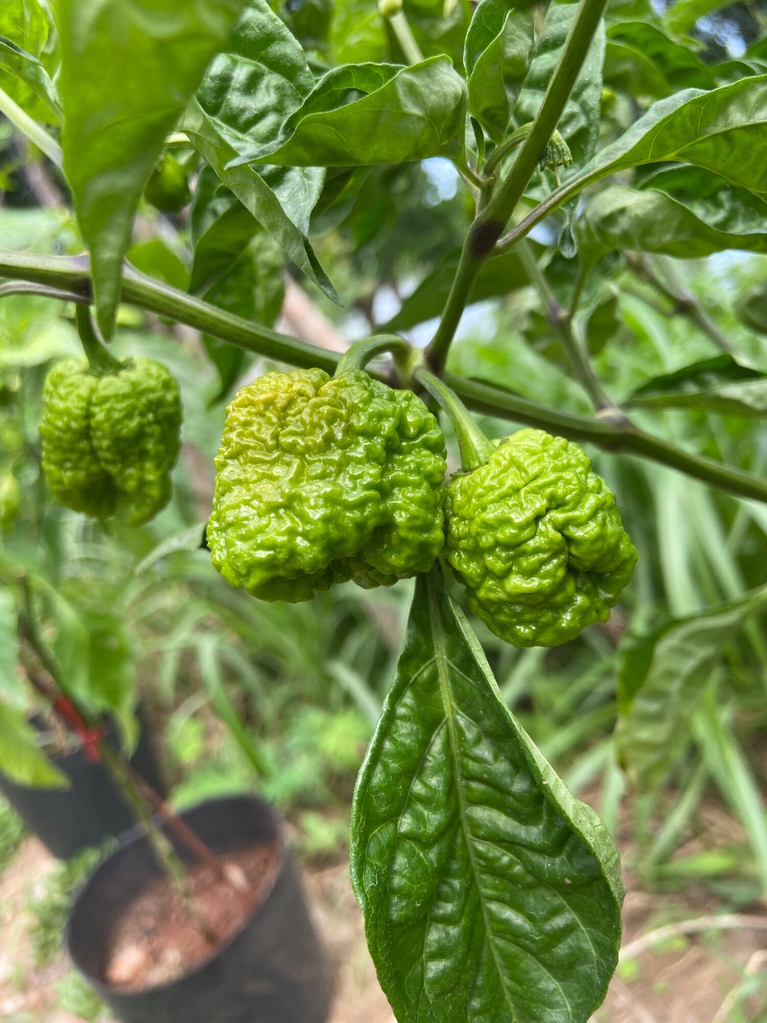 Cây Carolina reaper red, ớt cay nhất thế giới ( cây cao 20-25cm)