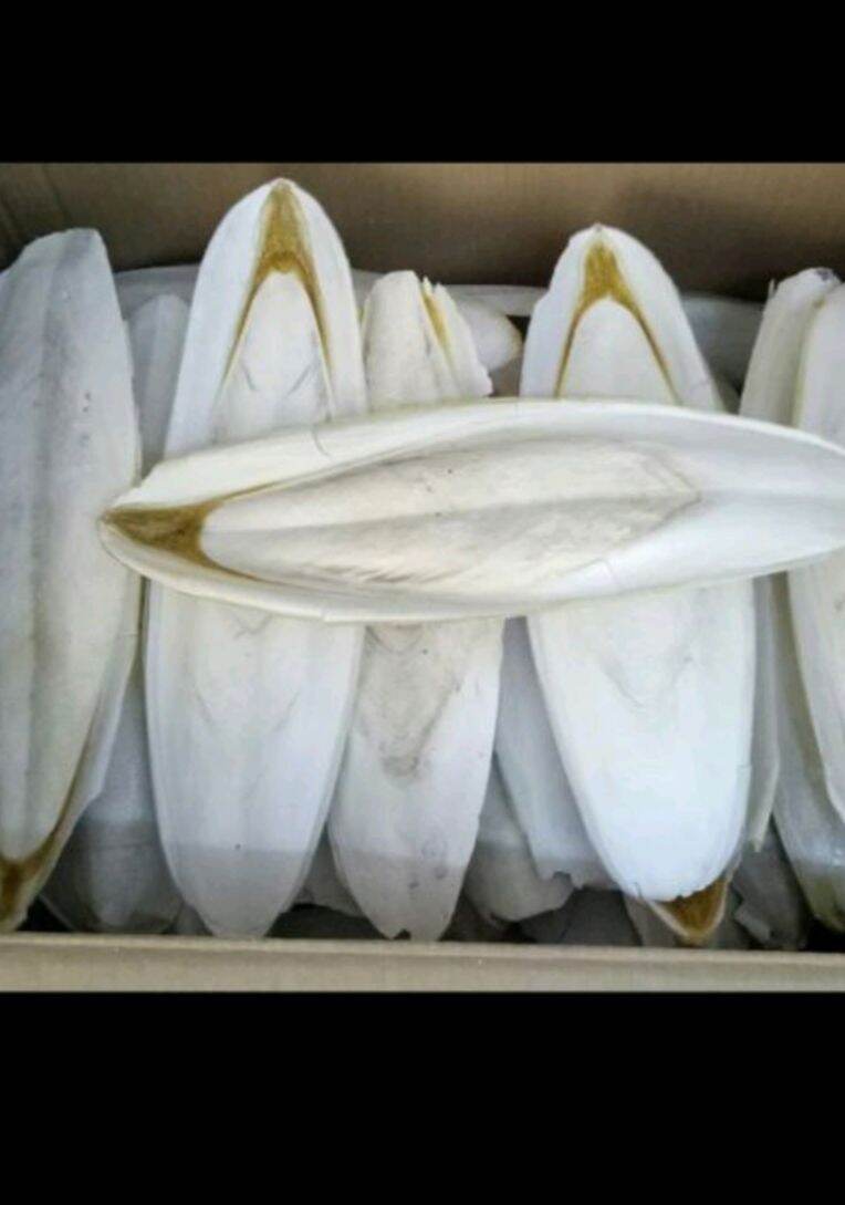 500g nan mực khô cho chim cảnh