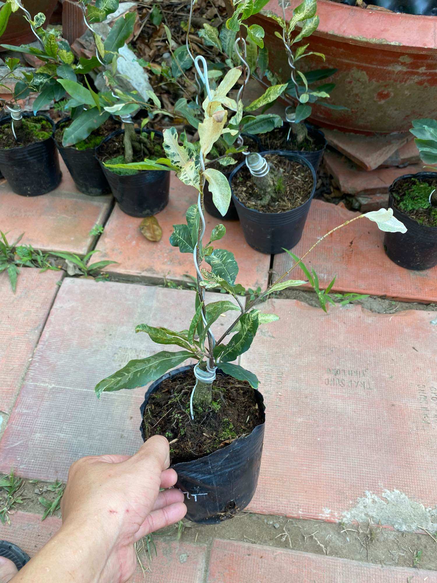 Cây Bạch Mai Đọt Đỏ ( cây giống )