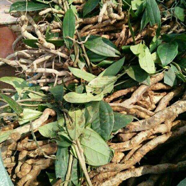 1kg rễ sâm xuyên đá