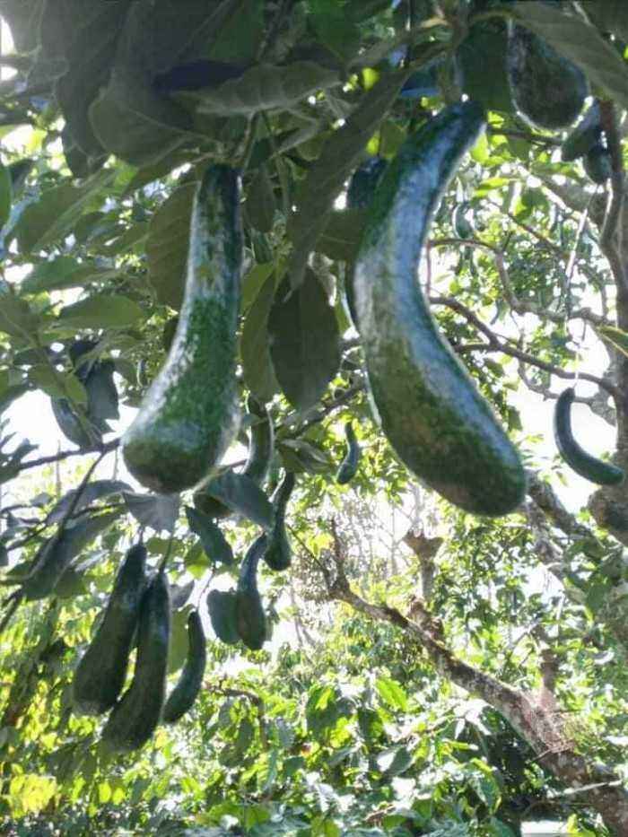 4 kg bơ 034 size 4_5 quả / kg