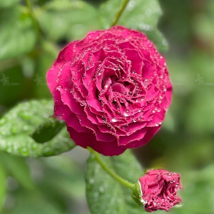 Hoa hồng Variety Information Rose - hồng bụi