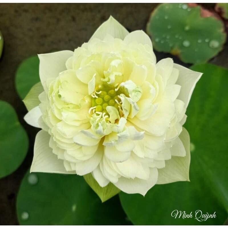 hạt giống sen thái nghìn cánh(10 hạt)