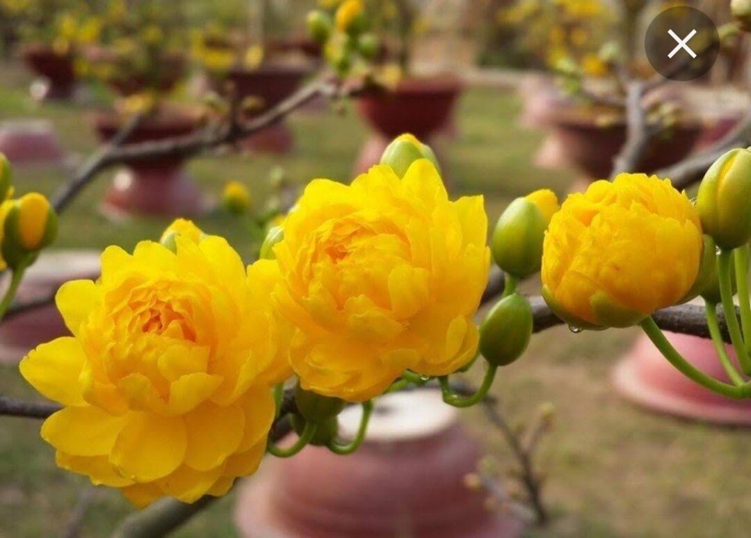 Cây giống mai cúc 150
