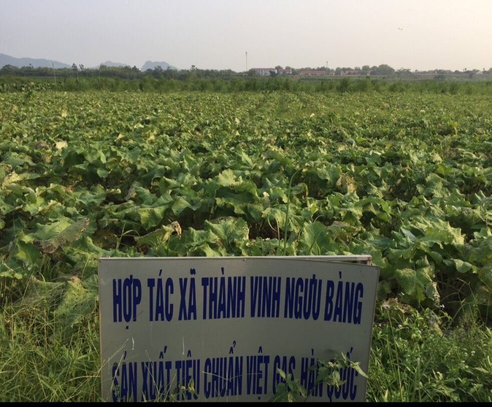 TRÀ NGƯU BÀNG TÚI LỌC (24 TÚI LỌC)