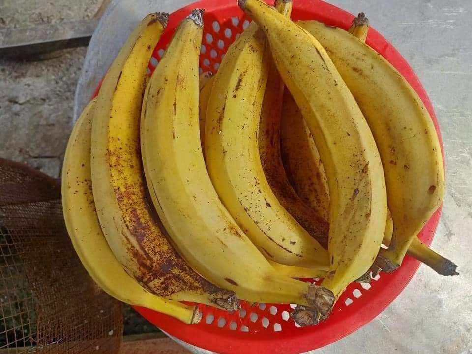 combo 5 TRÁI CHUỐI TÁ QUẠ LOẠI 1