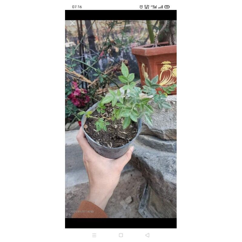cây giống hoa hồng leo red cascade