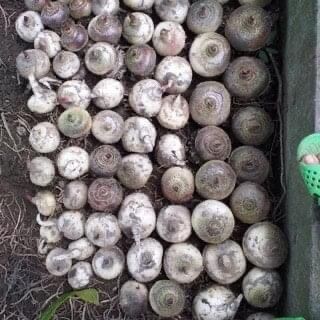 Củ hoa Hồng tú cầu