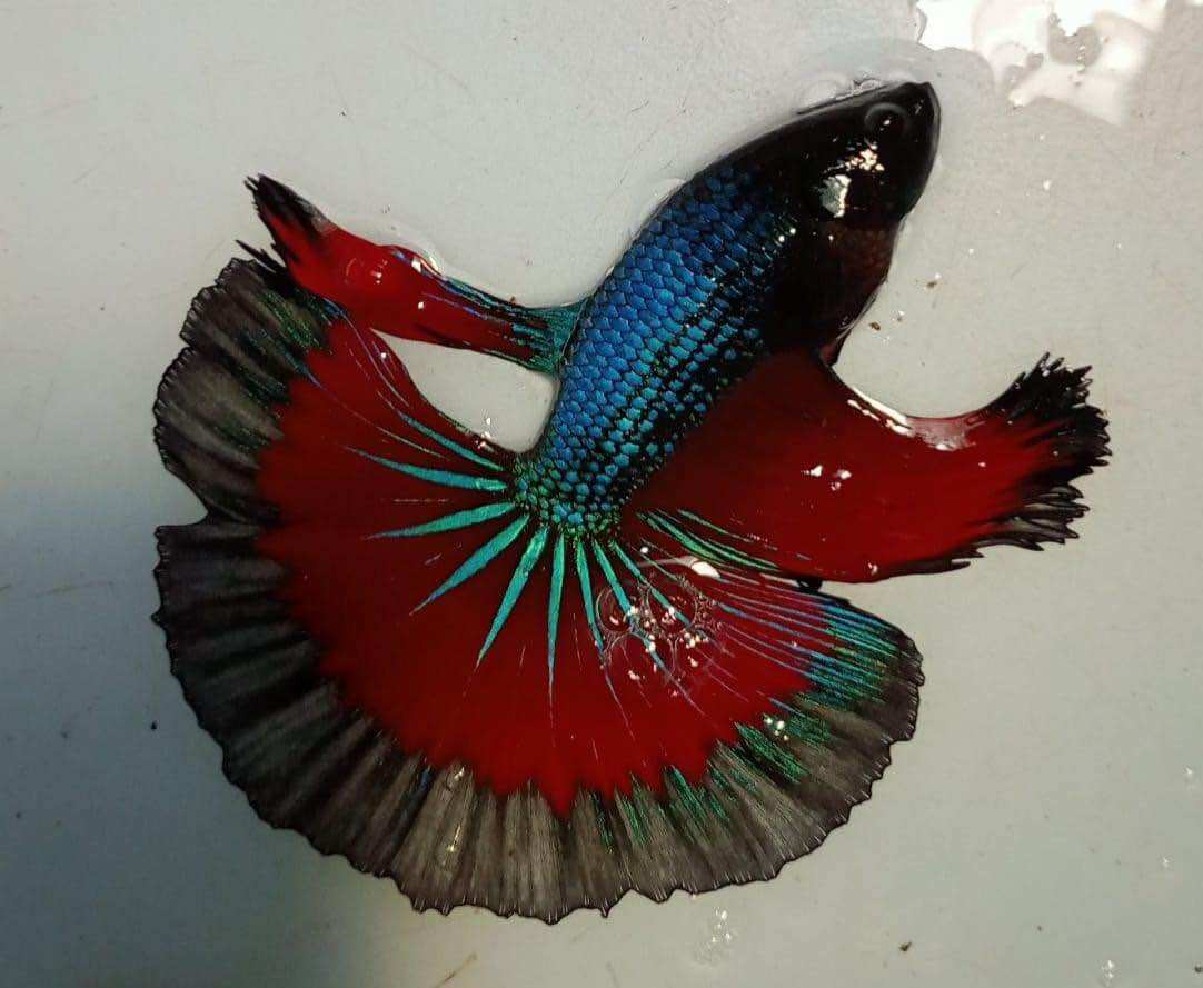 [TOP BÁN CHẠY🟢] betta combo 7 bé thả thủy sinh