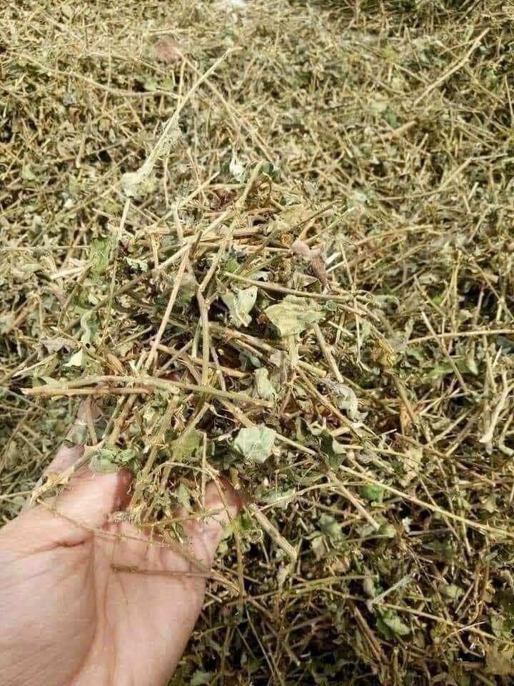 Cà gai leo, cà gai leo khô Hòa Bình ( 1Kg) mát gan