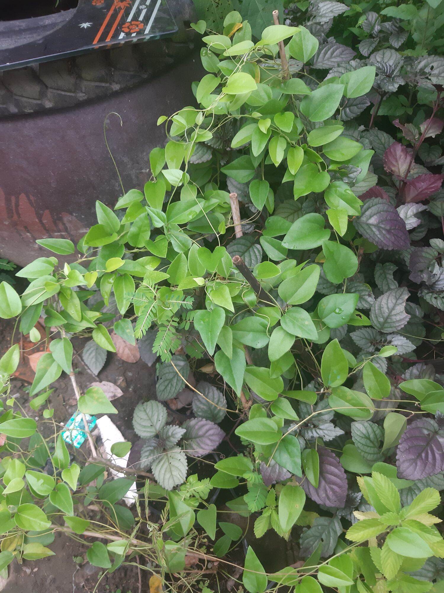 cây giống sương sâm