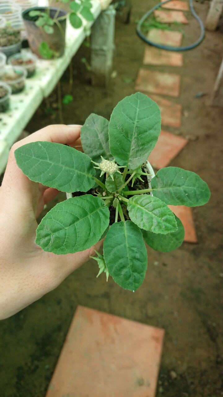 Cây Mặt Trời củ nhỏ